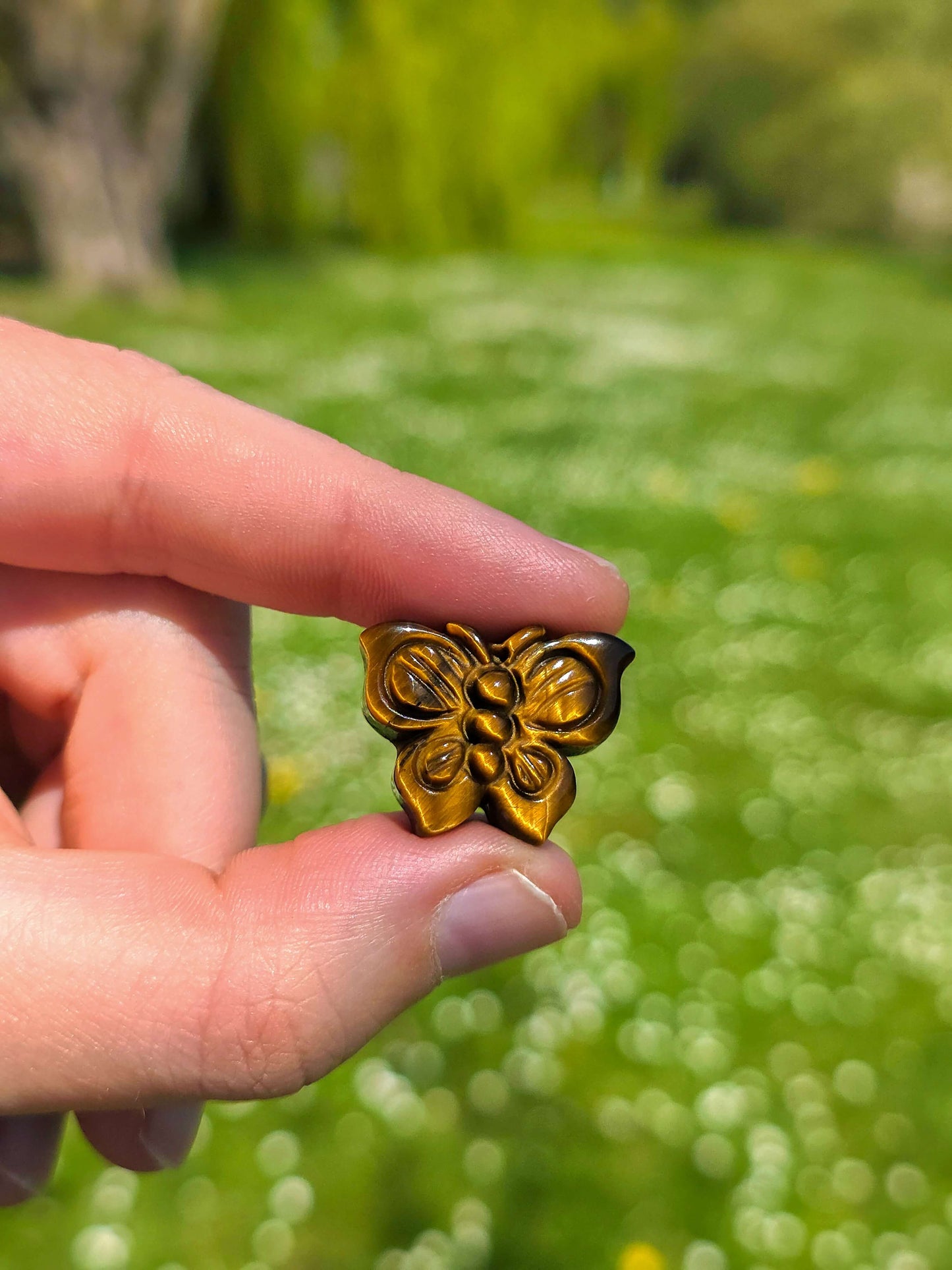 MARIPOSA DE OJO DE TIGRE DE PRIMERA CALIDAD