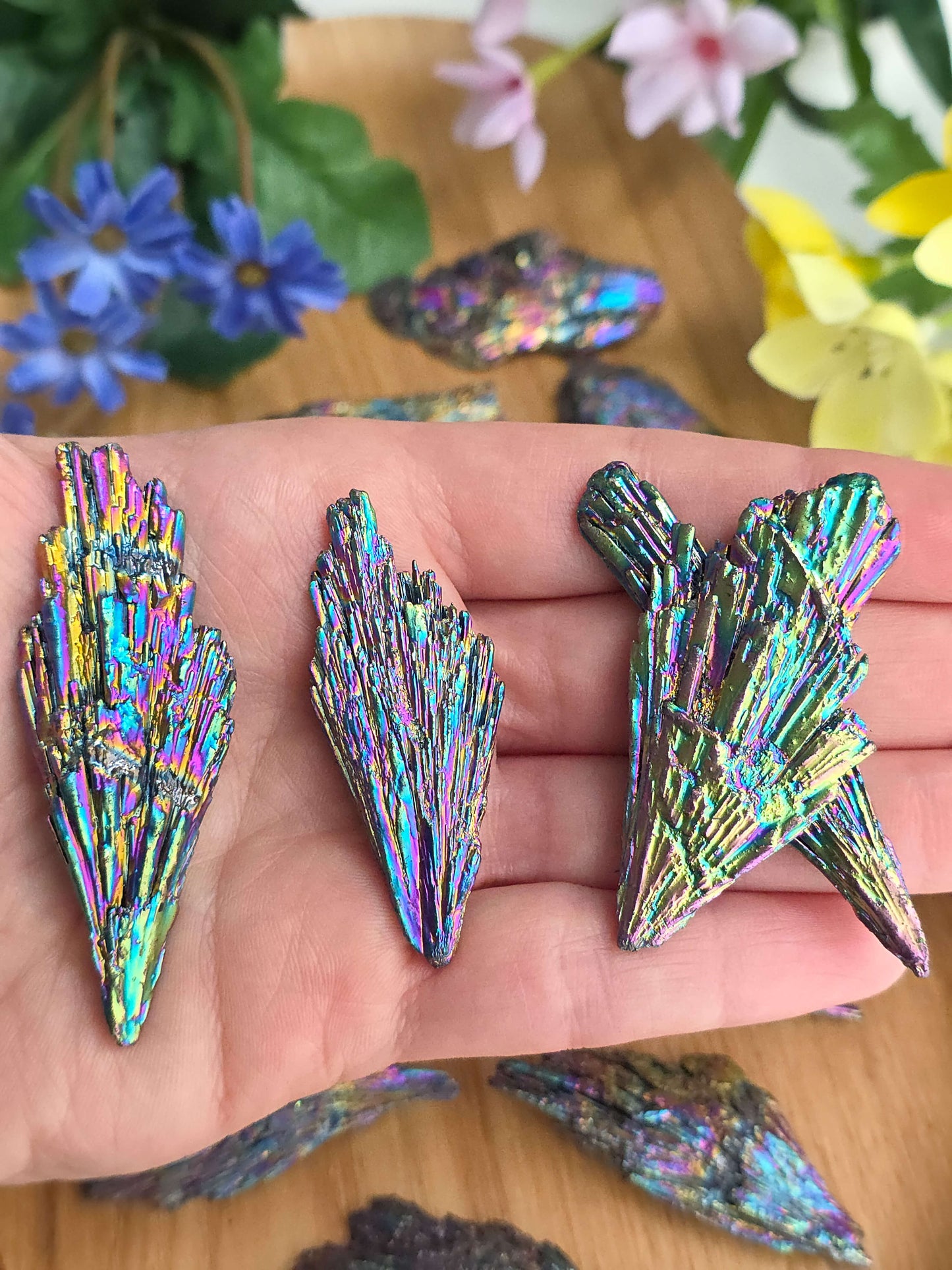 TARAMITA O ESCOBA DE BRUJA ARCOÍRIS