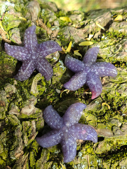 ESTRELLA DE MAR DE PIEDRA UNICORNIO