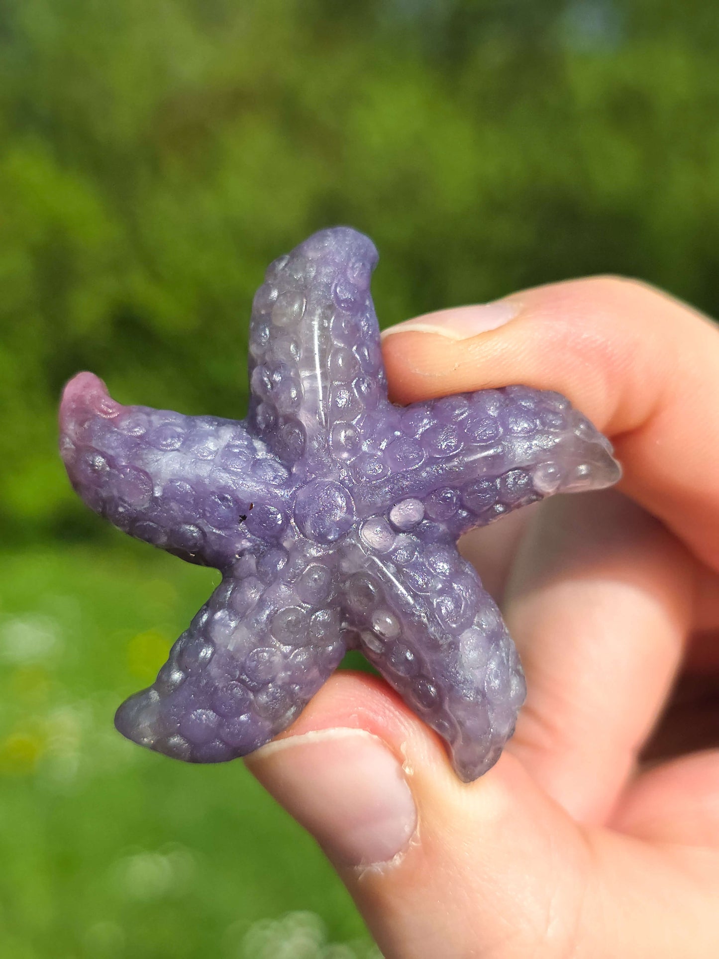 ESTRELLA DE MAR DE PIEDRA UNICORNIO