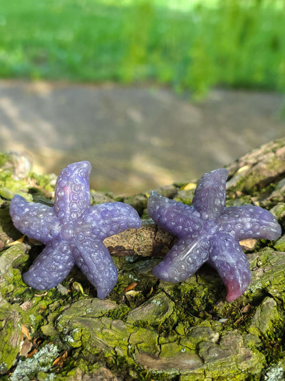 ESTRELLA DE MAR DE PIEDRA UNICORNIO