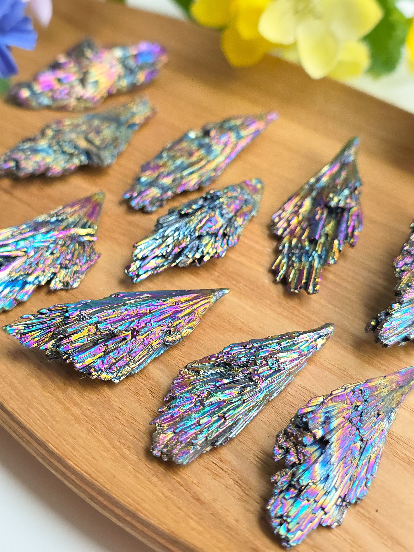 TARAMITA O ESCOBA DE BRUJA ARCOÍRIS